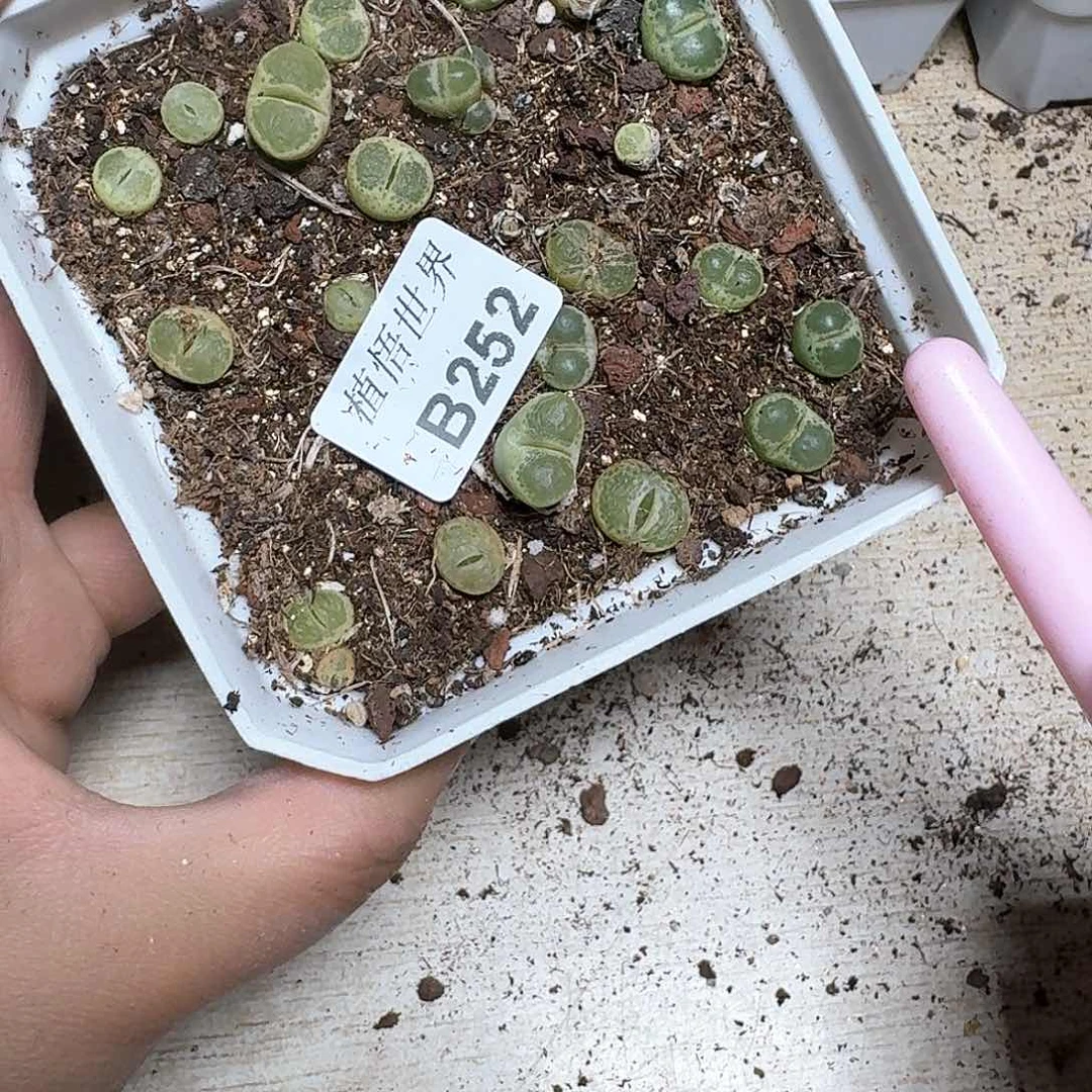 252盒多肉植物哇f g