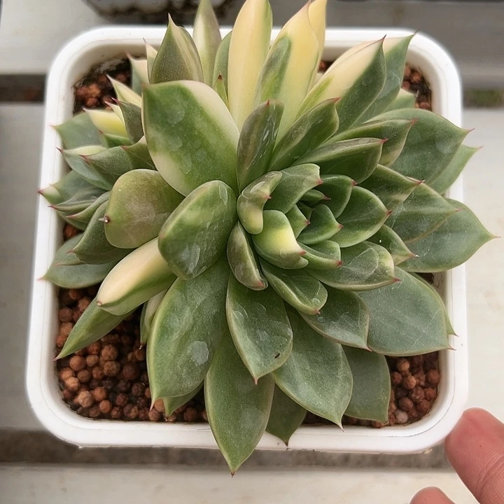 东云锦多肉植物白白