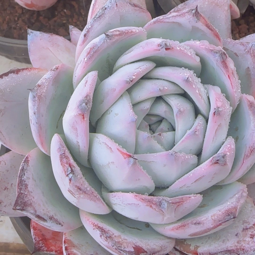 【闪购商品】黑卡，