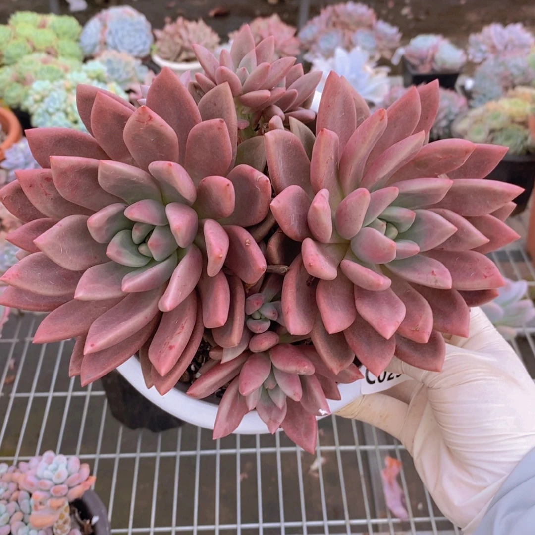 2511桃花源一物一拍