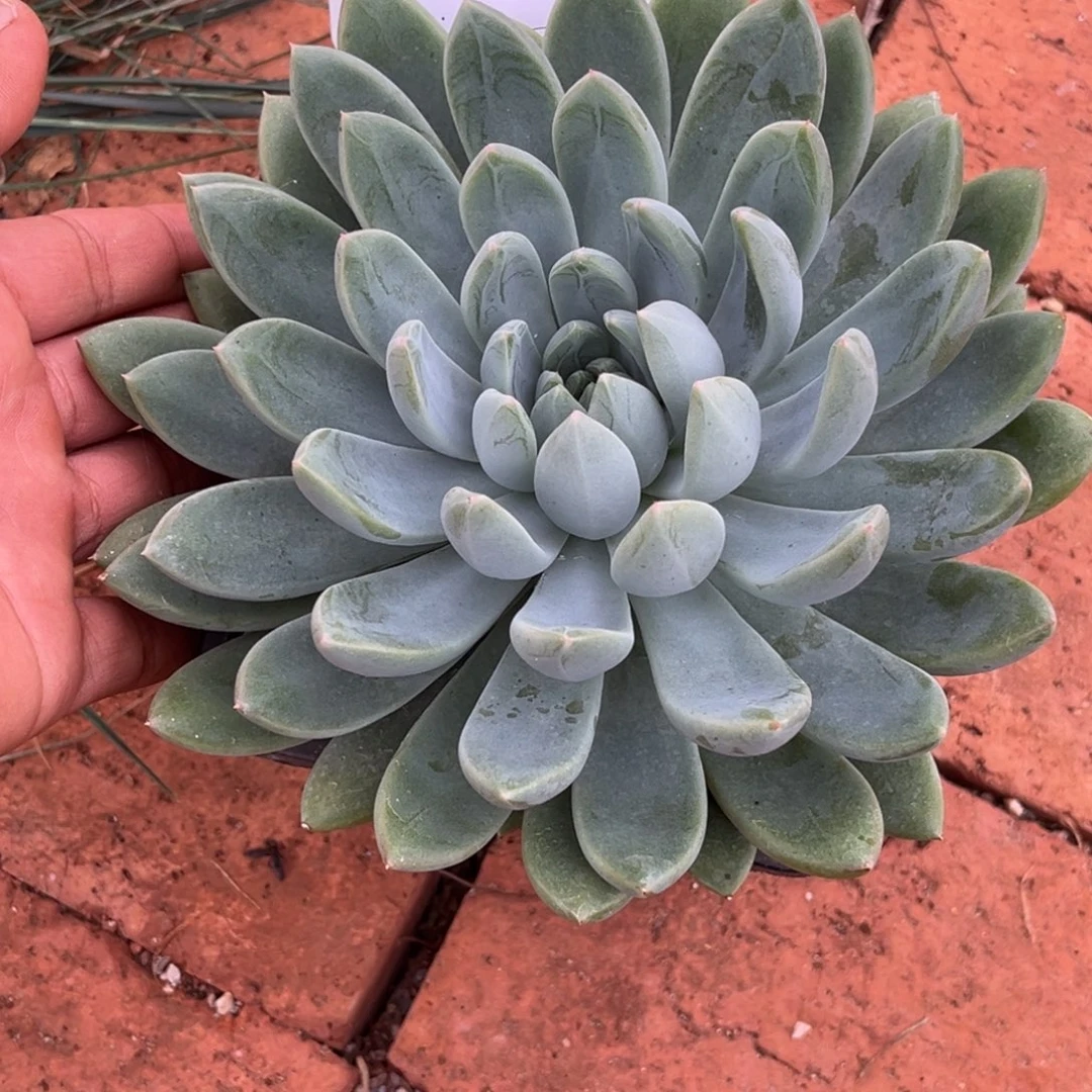 雅典娜多肉植物单头855