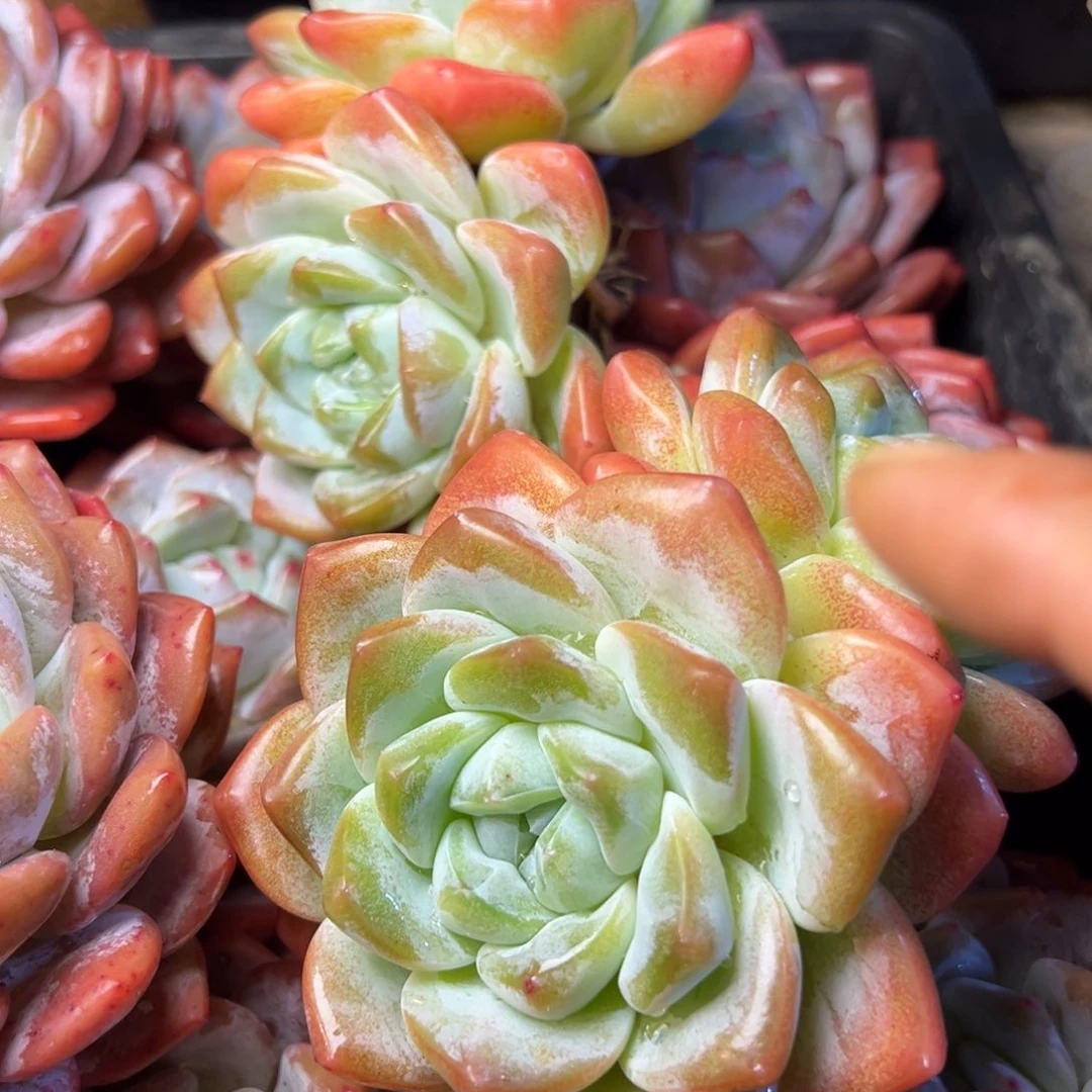 冰玉多肉植物15.8