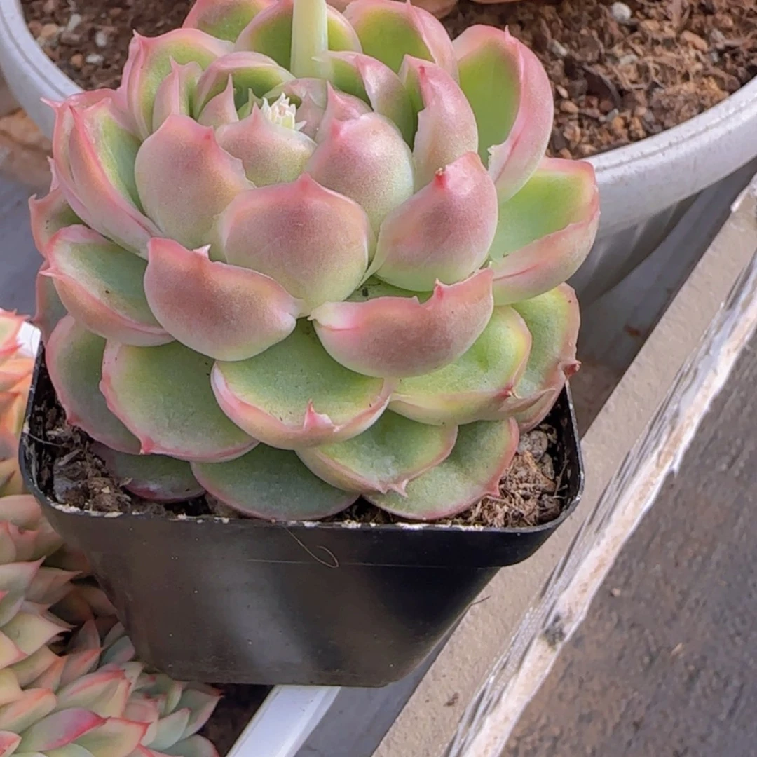 【闪购商品】母本虾饺