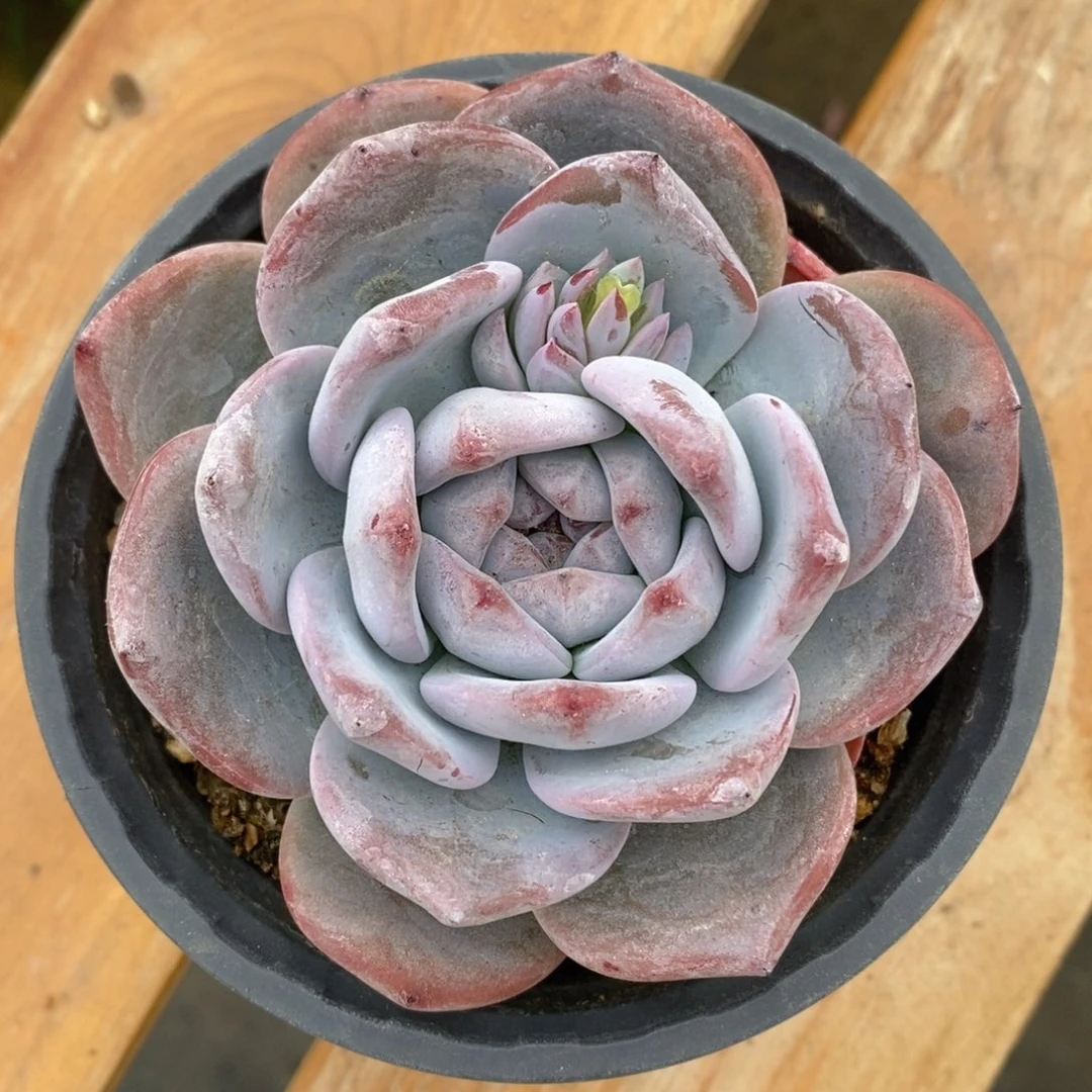 一物一拍精品多肉_圆梦