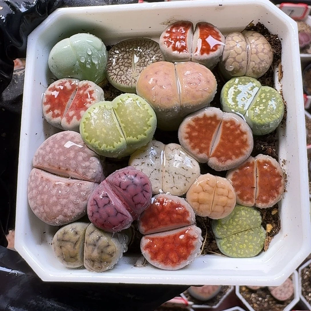 生石花111。 无售后。   203