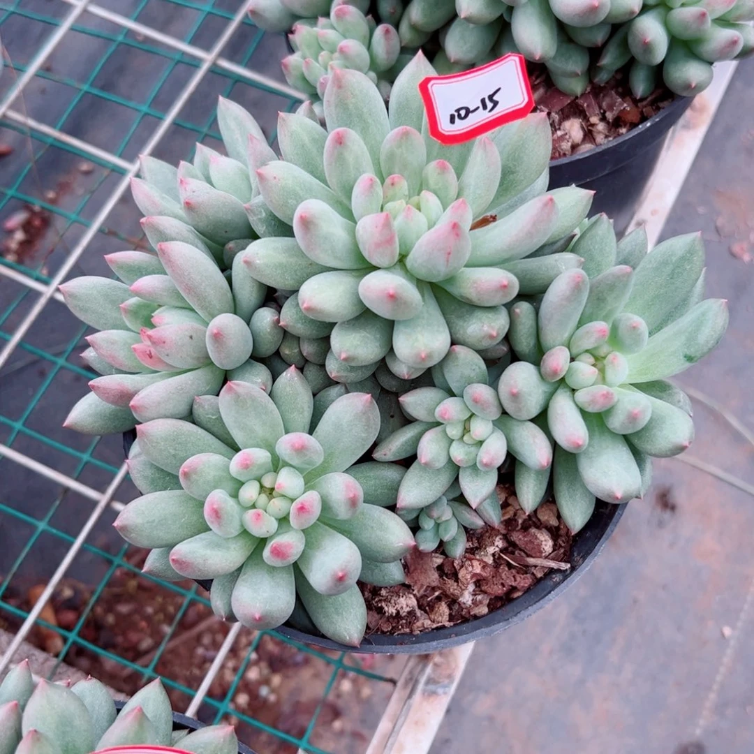 精品多肉植物老桩