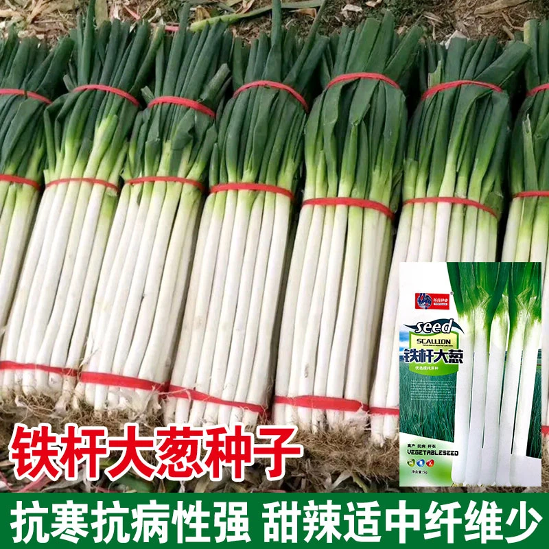 【全店满5包包邮】正宗山东章丘大葱种子高产铁杆蔬菜苗子种籽