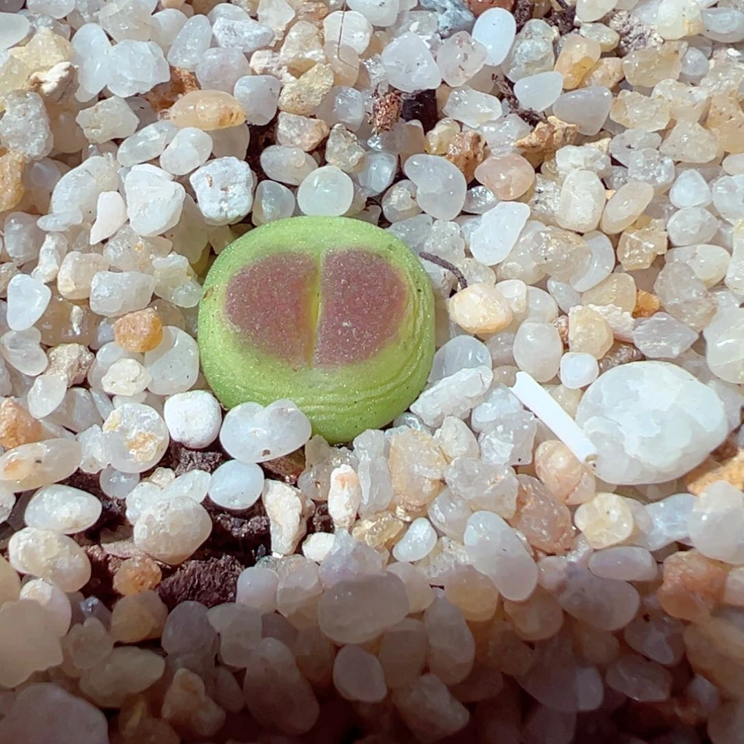 603-238多肉拉登1cm