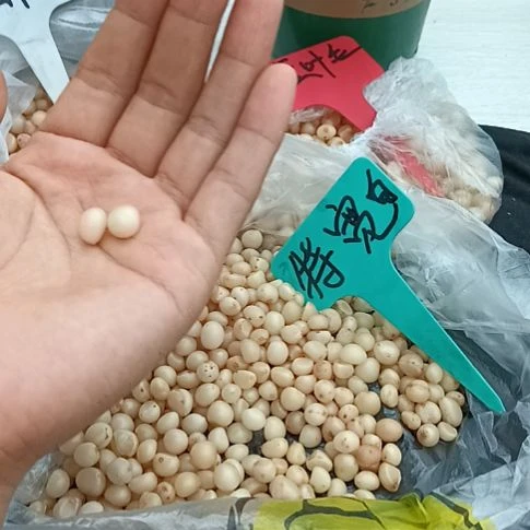 平***安无花朵特色花卉君子兰小苗君