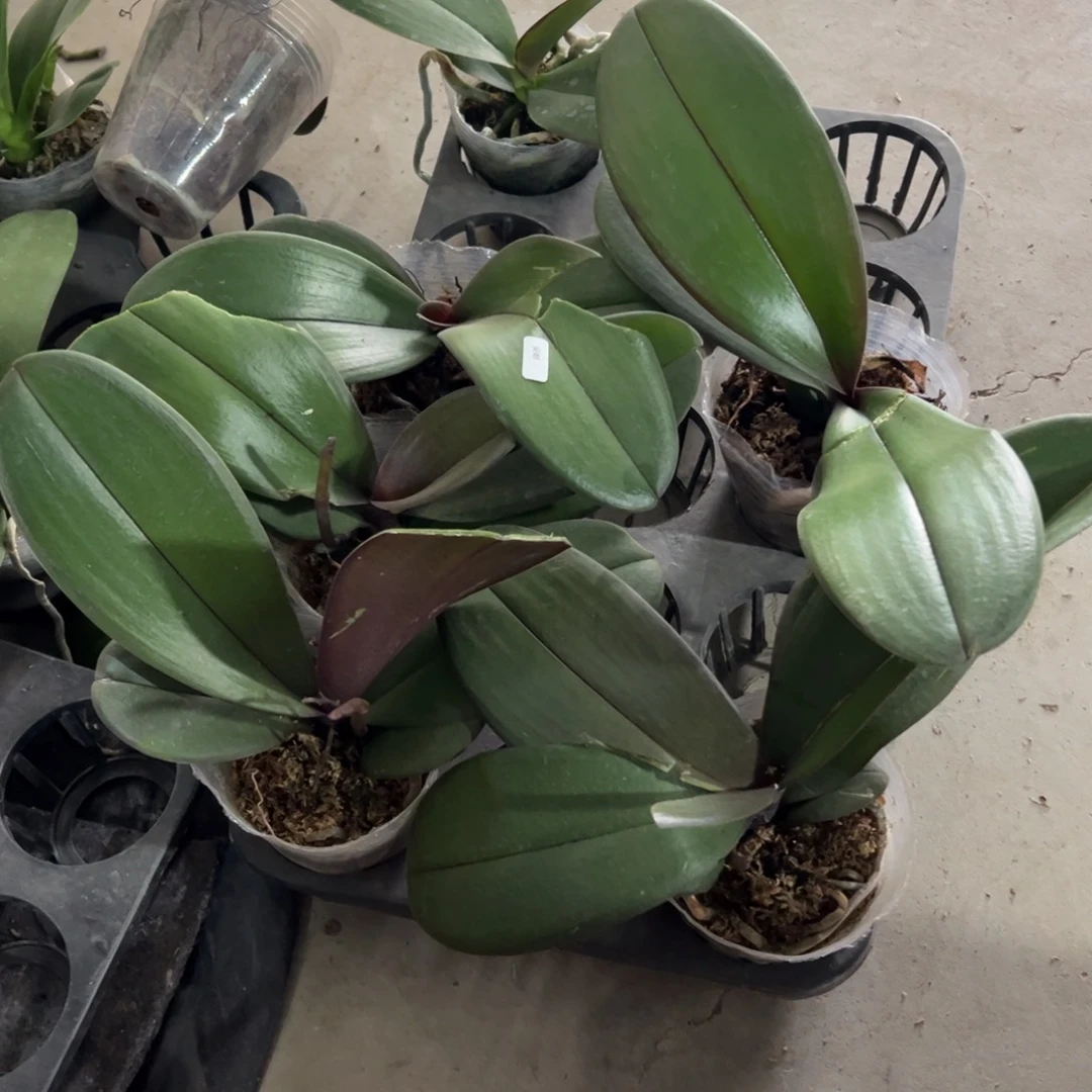 当前无花栽培后可以开花破损苗安娜带剑，介意勿拍，一颗不发货