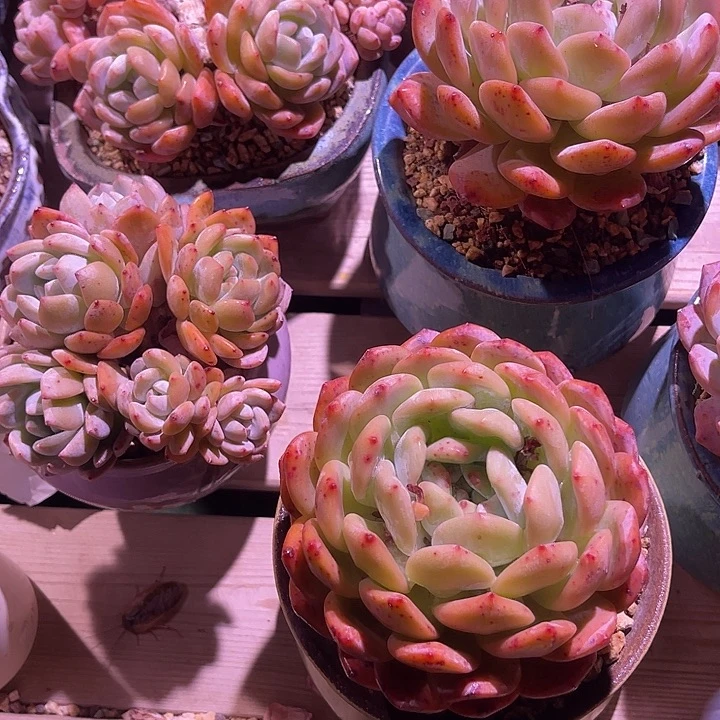 开****?橙梦露大单头带盆