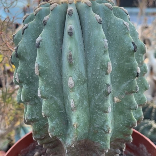 当前无花栽培后可以开花实生无刺王冠龙