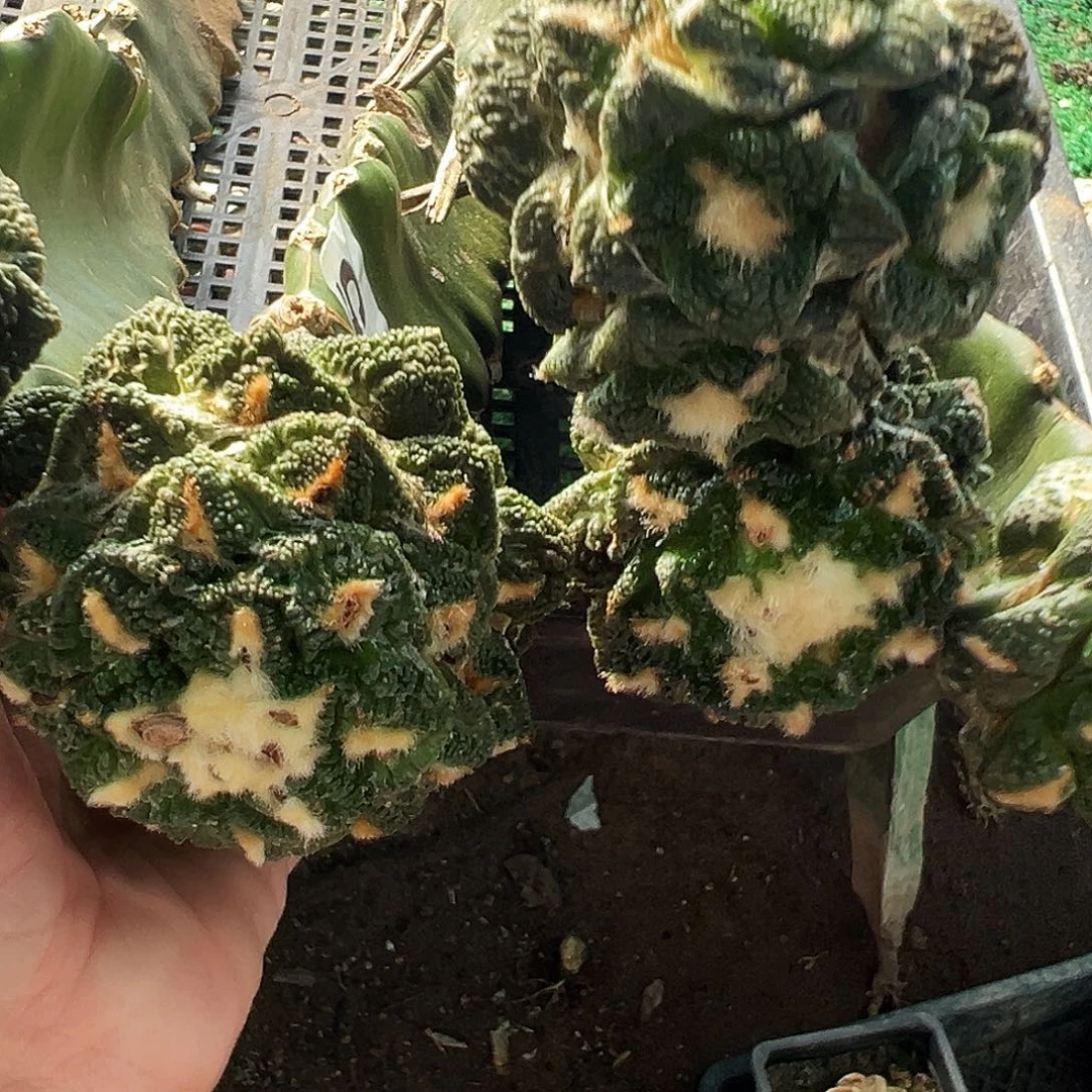 ****嗔无花朵福利五颗牡丹925