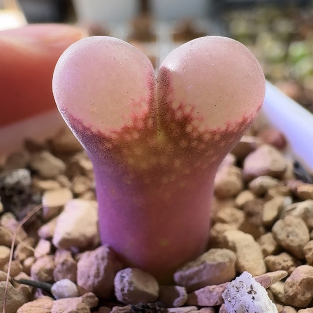 2457风铃玉美美的