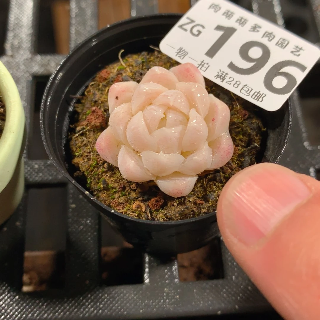 肉萌萌拇指盆精控多肉ZG196
