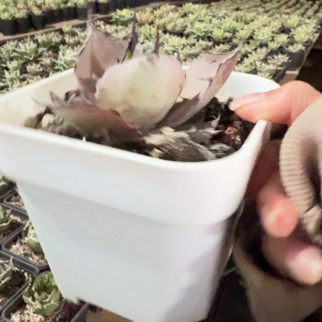 无花朵龙舌兰仁王冠杂交