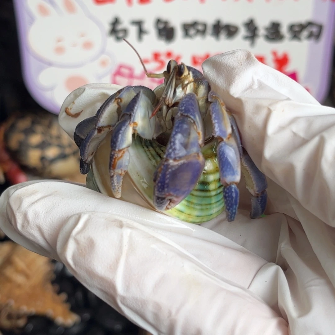 牛仔蓝2.4口。