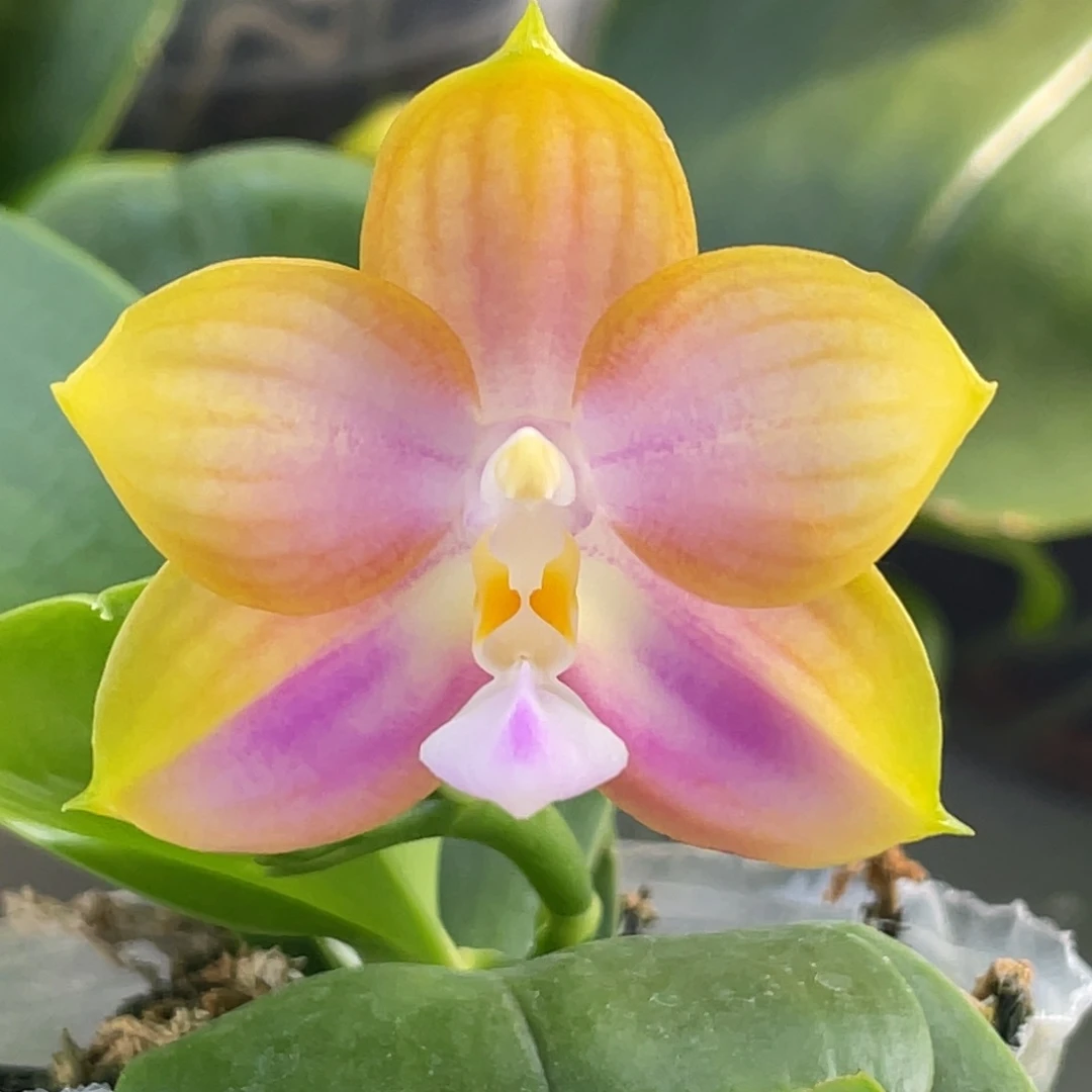 完全开放2.5反射龙交洋洋粉玛丽（叶瑕）特价