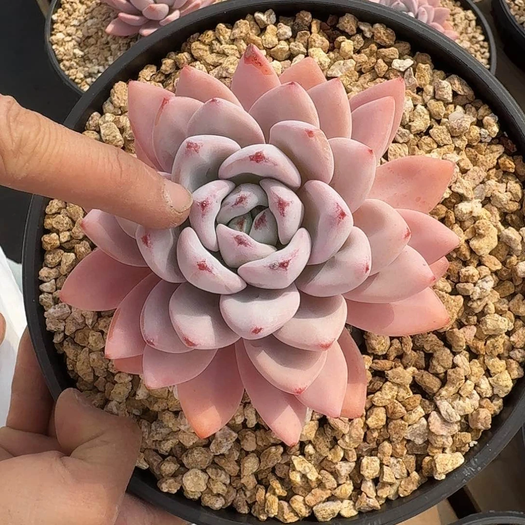 星星雪多肉植物 0000