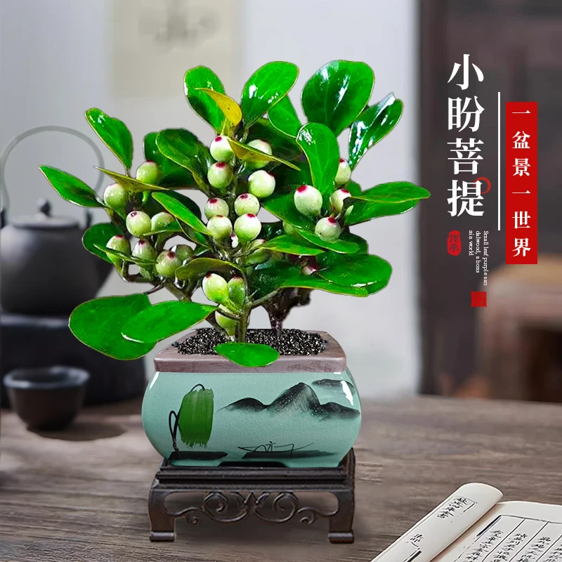 【带果发货】小盼菩提盆栽禅意新中式盆景办公室桌面室内四季绿植