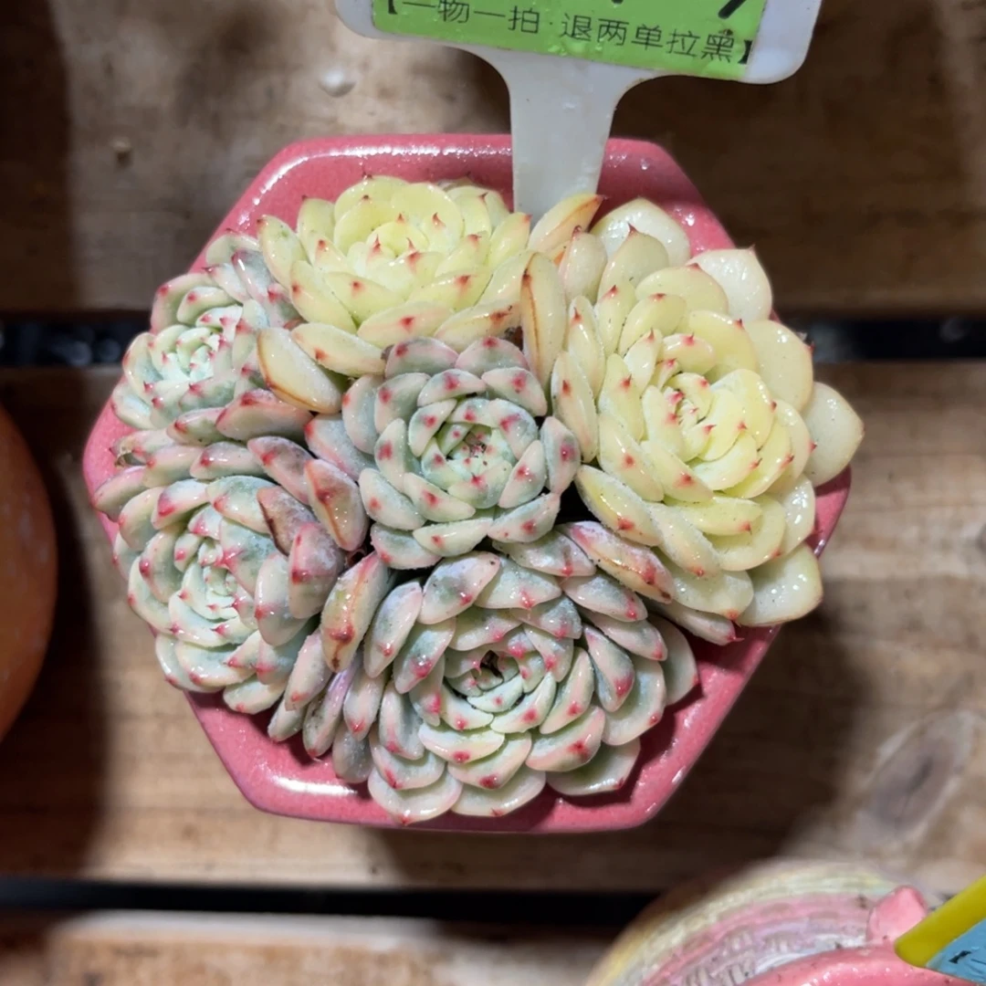 云尘多肉一物一拍不含盆1579