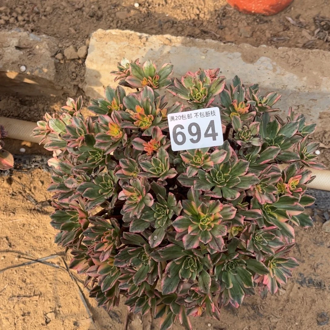 甜茶694不包断枝的