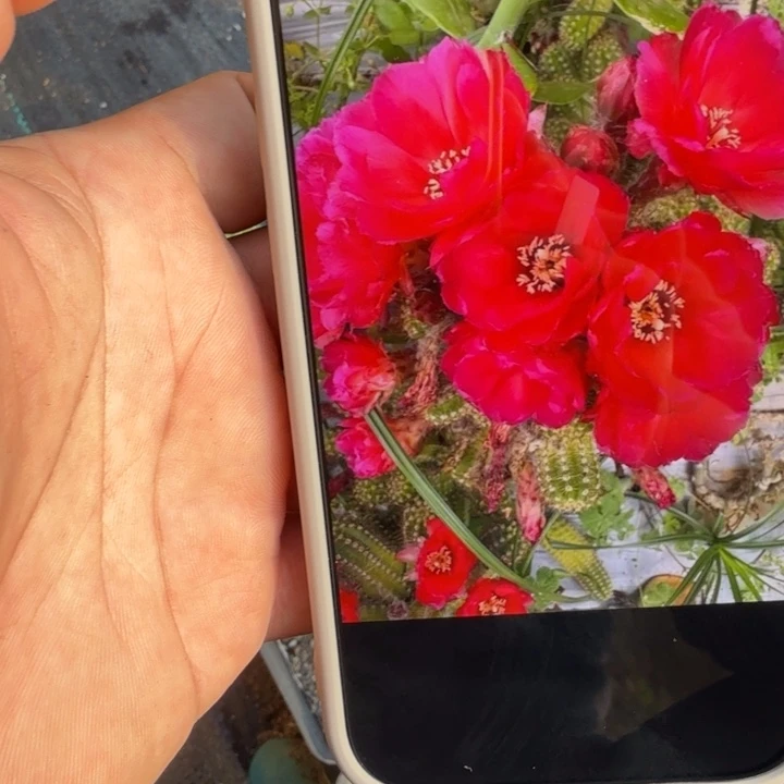 白檀仙人掌494侧芽一个