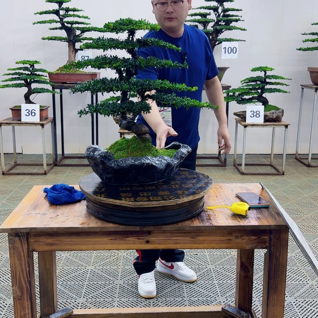 无花朵珍珠罗汉松造型盆景