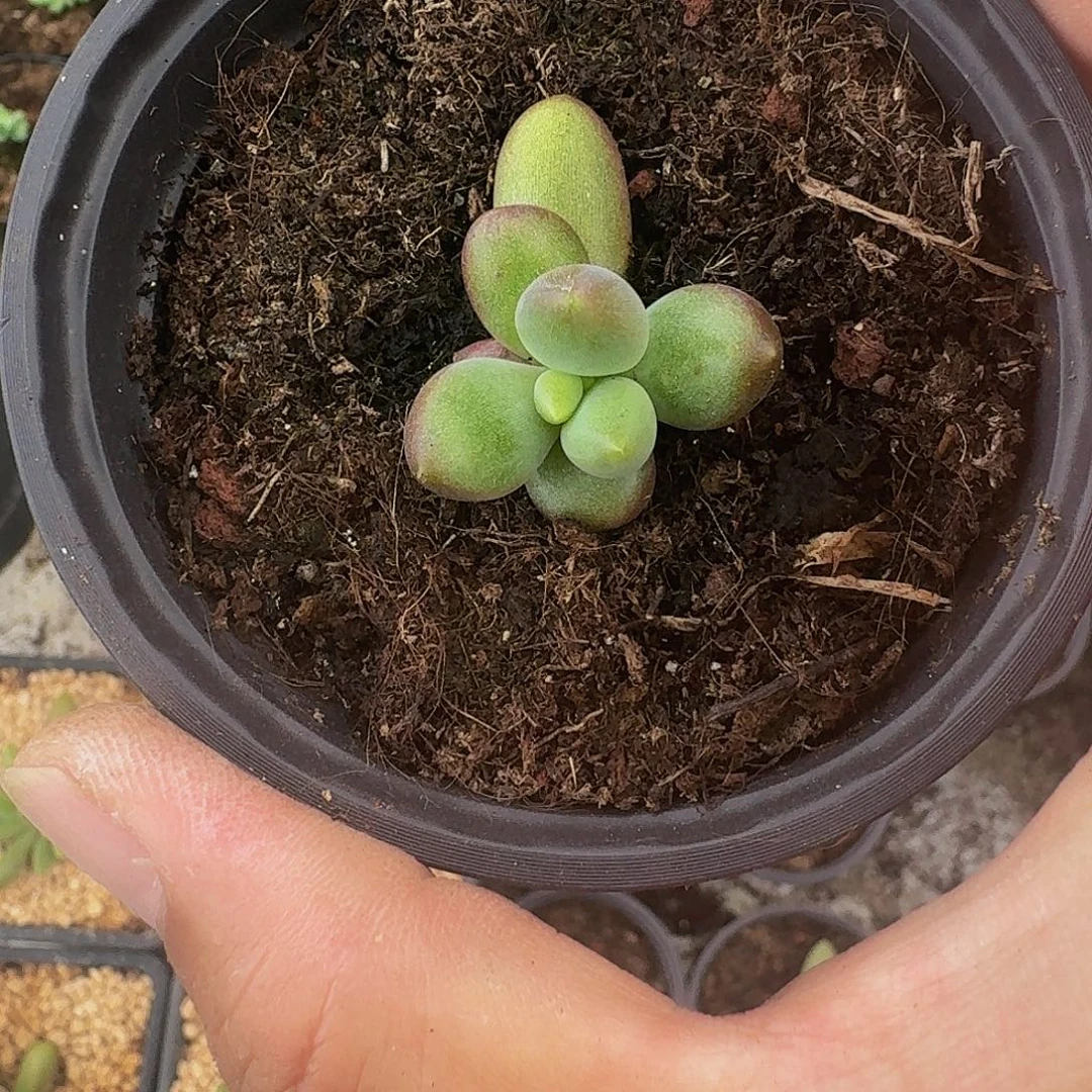 *****朵唯菲 叶插 一物一拍