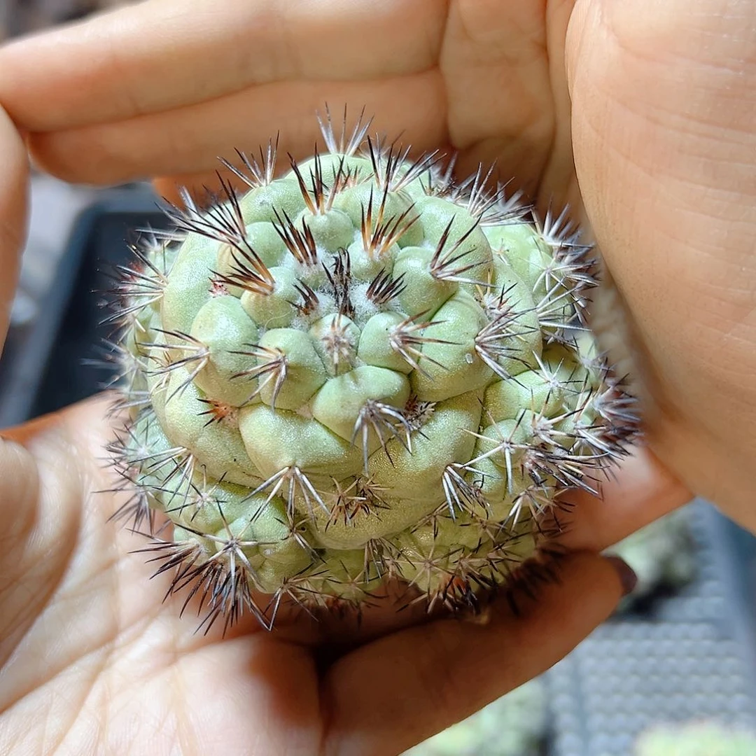 苗接无根帝王丸5公分