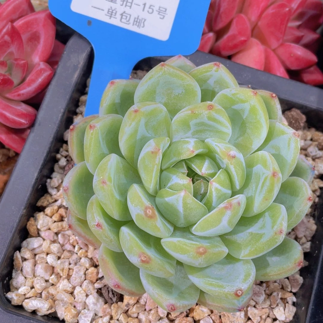 0720-15-雪花珍妮单头福利一颗量拍