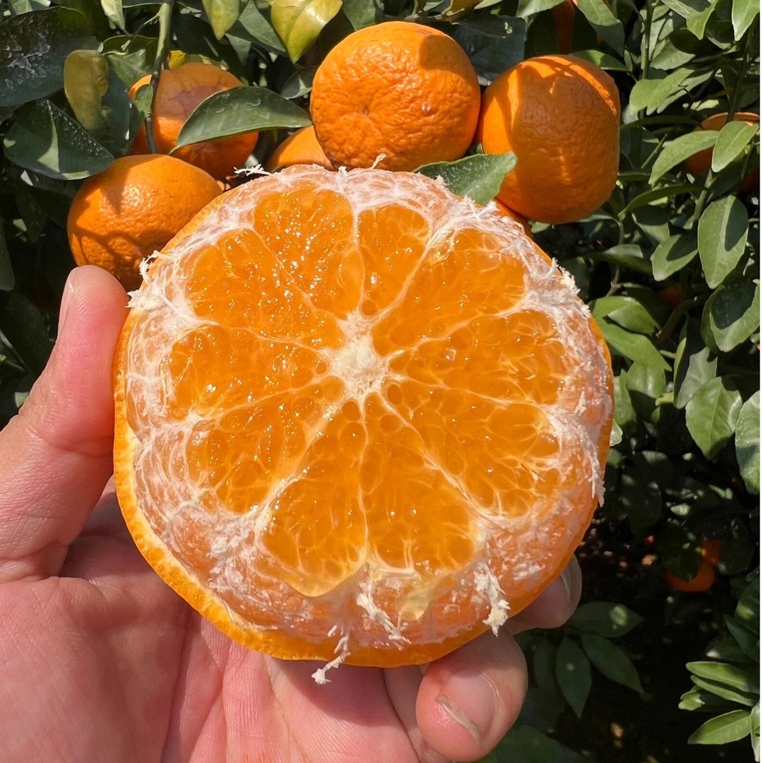 【玉溪皮薄沃柑】当季新鲜柑橘皮薄多汁香甜甜