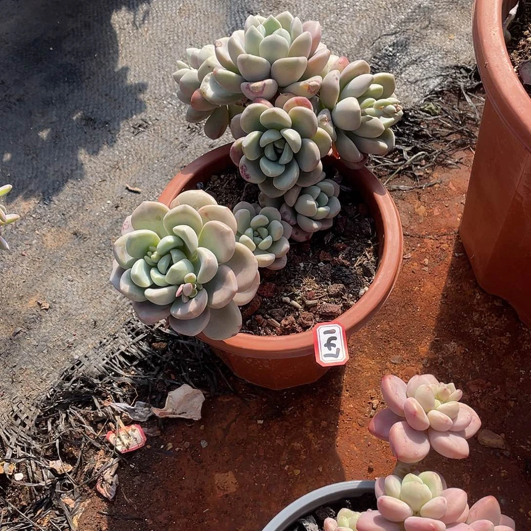 147花瓣鹿 一物一拍多肉