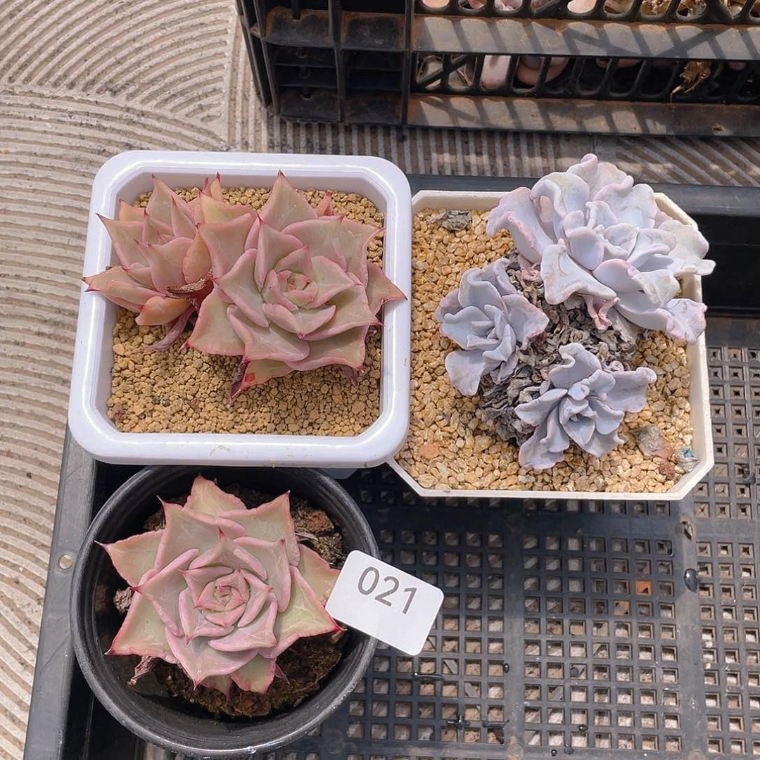 21。   饺子皮。