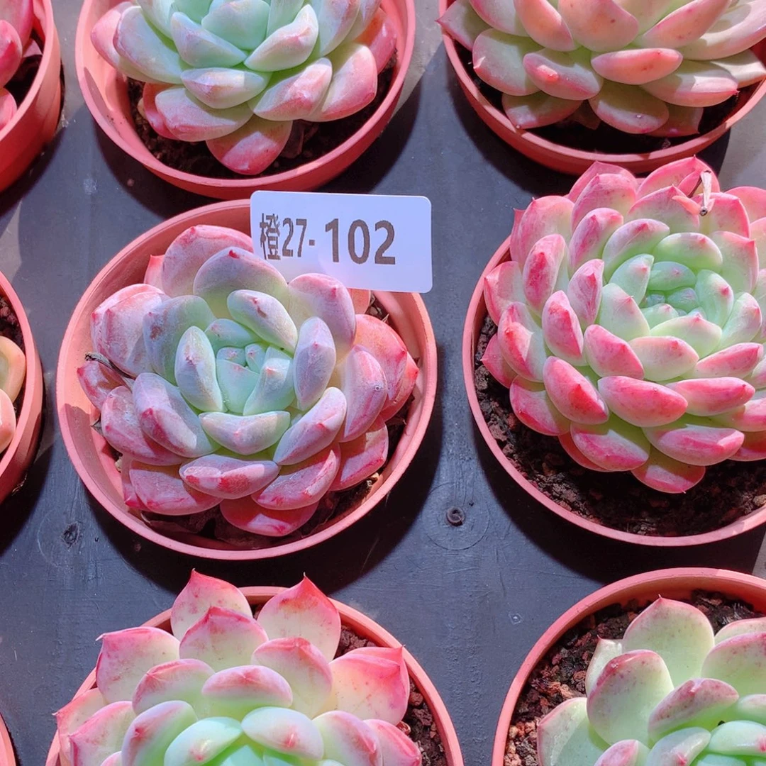 27-102一物一拍多肉带盆9颗