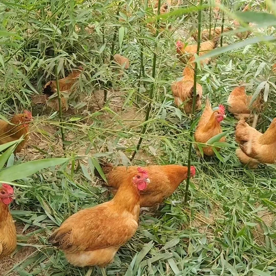 有个差评【3只老母鸡7-8斤】沂蒙山区散养老母鸡7-8斤散养现杀