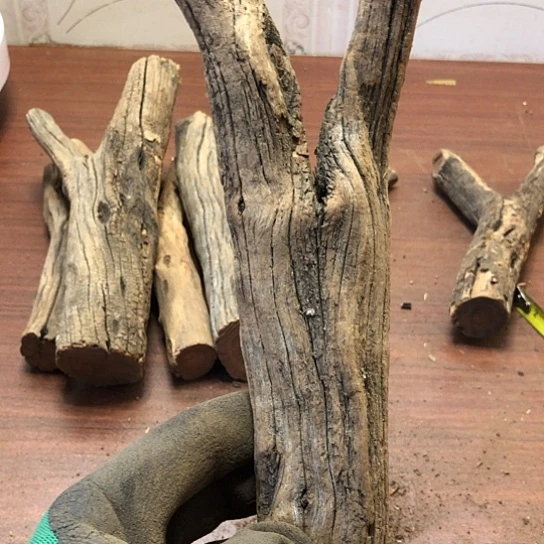 大果紫檀（缅甸花梨）良****生