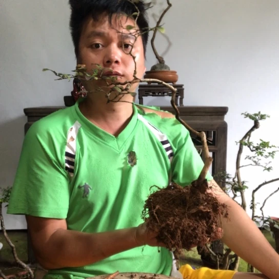 无花朵盆景盆栽植物（不包成活率）