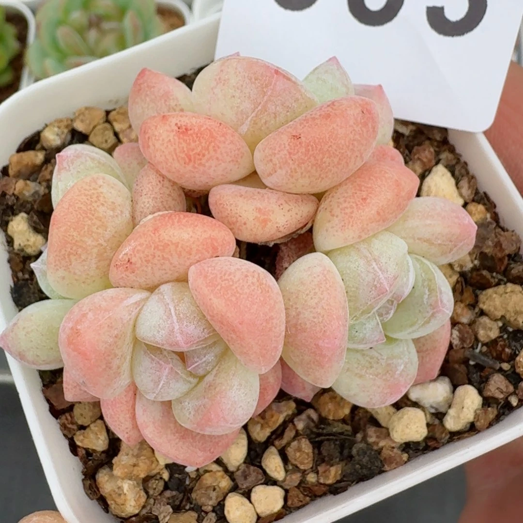 糖心冰玉          摇身一变高富帅，一夜暴富动作快