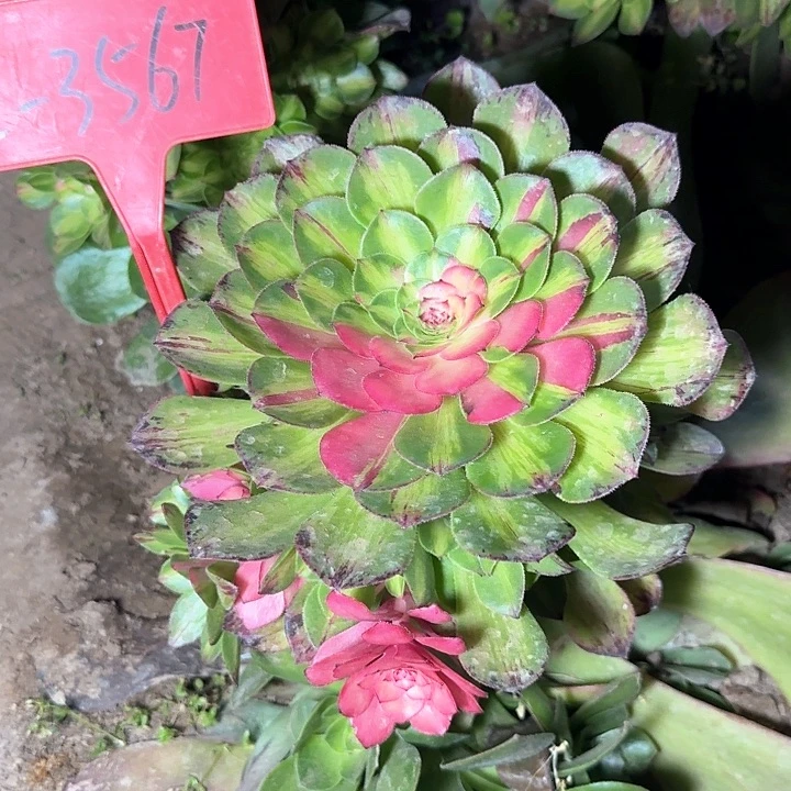 2-3567知否多肉法师