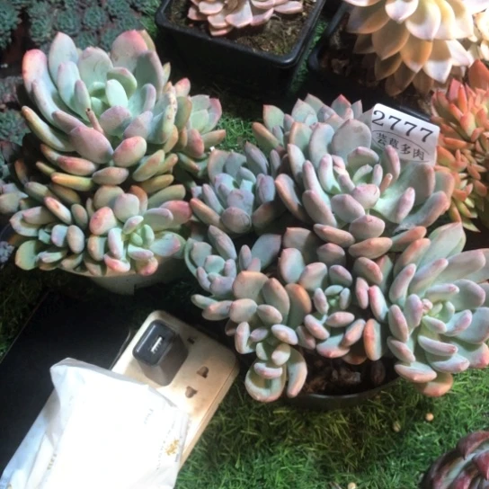 灰姑娘两颗，2777，一物一拍