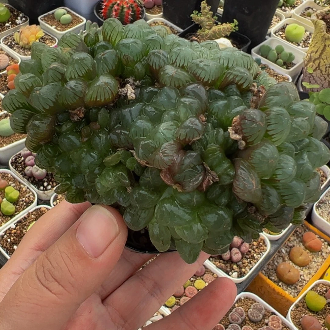 254多肉植物种类和