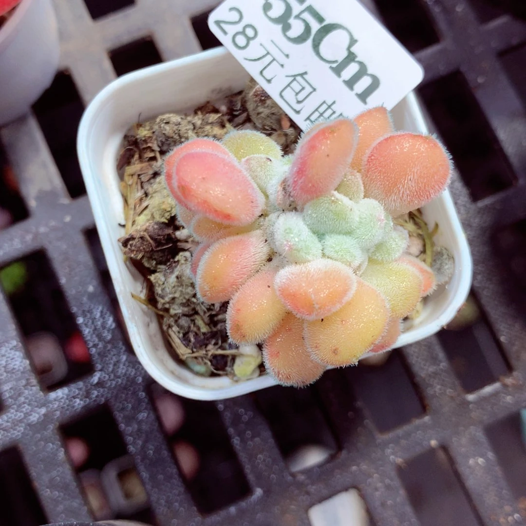 5厘米盆精控多肉255