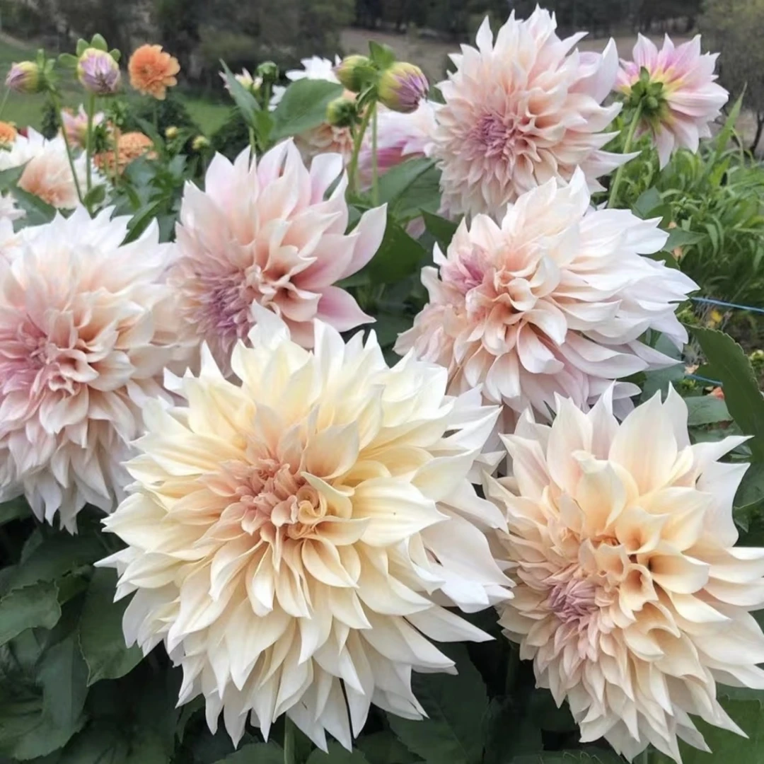 【牛奶咖啡】大丽花盆栽 大花型花卉四季开花阳台庭院观花植物