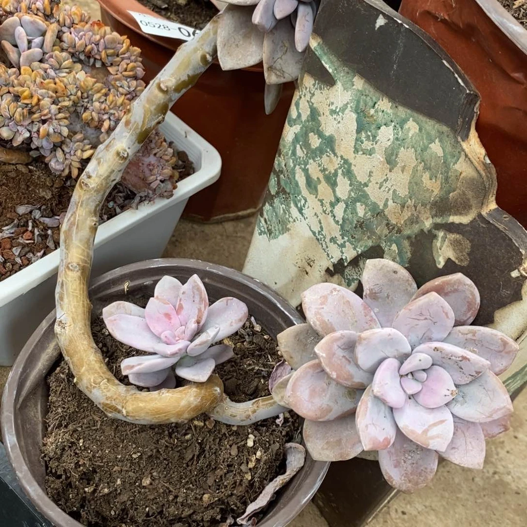 J**宝小七夕多肉桃霜24