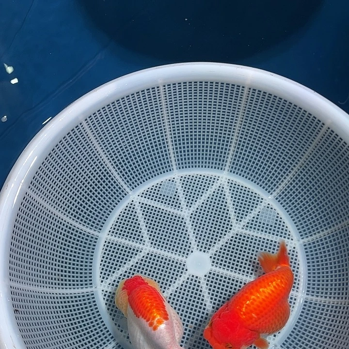 海水鱼两只打包顺丰到付
