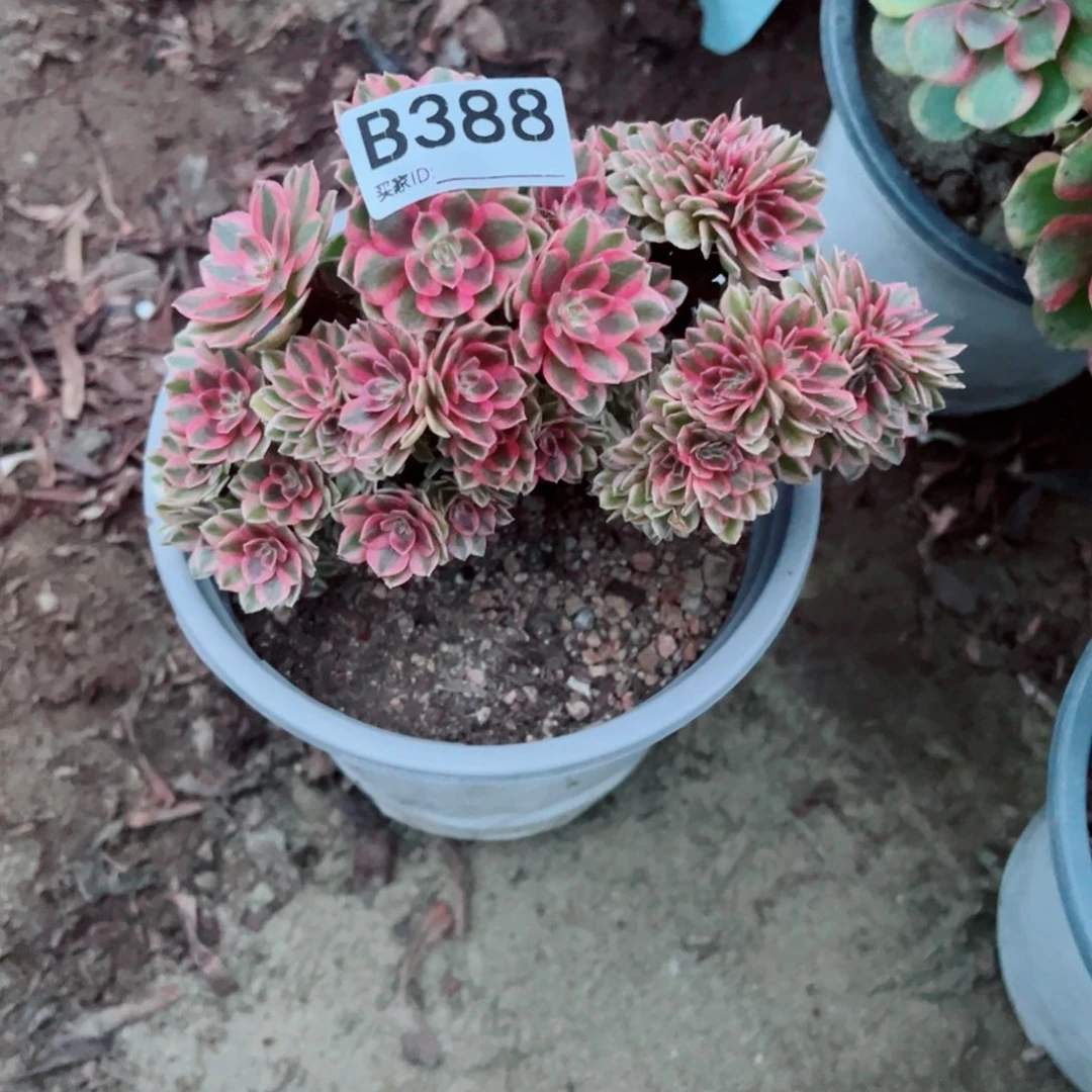 健***乐388荔枝缀化多肉植物法师