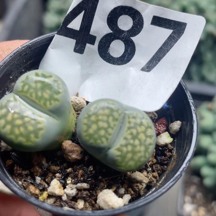 487绿李夫人母本