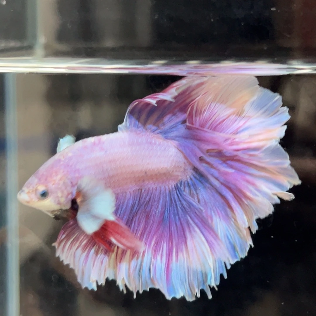 斗鱼21号紫色小飞象花瓣