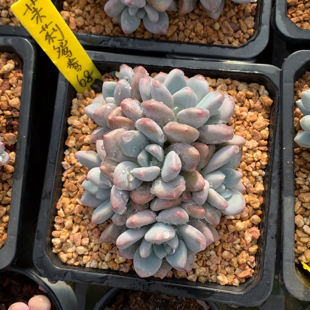 茉莉鸳鸯 多头 一颗